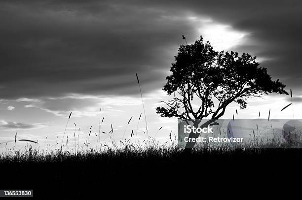 Photo libre de droit de Arbre banque d'images et plus d'images libres de droit de Arbre - Arbre, Beauté de la nature, Blanc