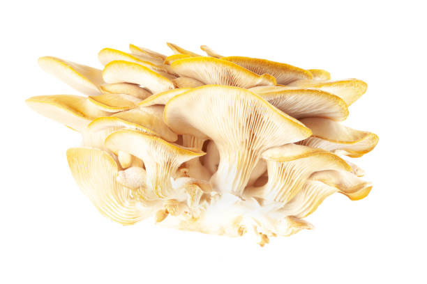 istock oyster mushroom close up isolated on white background 1365540660