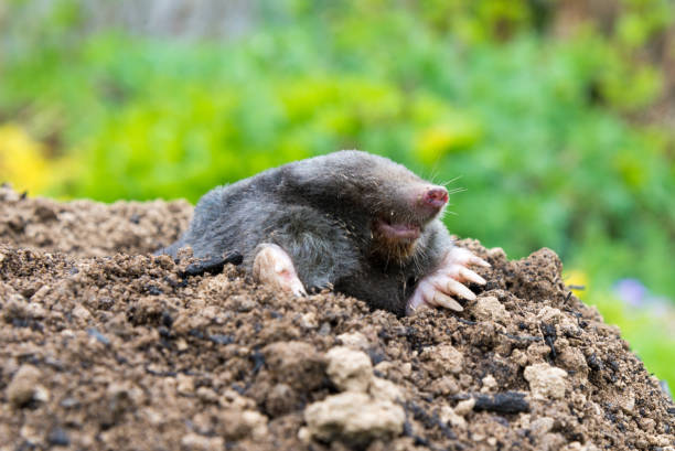 Mole animal peeking from the tunnel European mole crawling out of molehill above ground, showing strong front feet used for digging underground tunnels animal den photos stock pictures, royalty-free photos & images