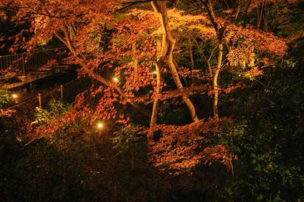 istock Japanese garden with illuminations in winter, December 2021 1365541009