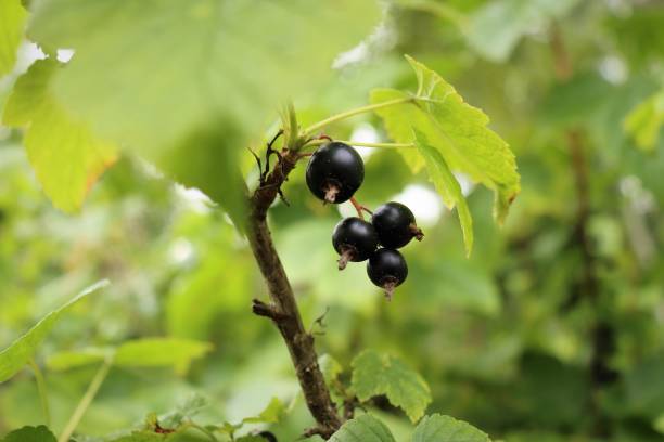 istock Close-up of blackcurrant berries on a branch. Bottom view. 1365541114