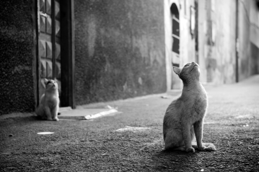 Two cats looking up on a city street, hoping food will drop from a balcony. Photo taken in the Old City of Damascus, Syria