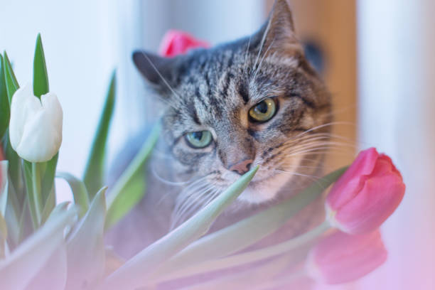 portrait of cute cat sniffs flowers tulips near the window portrait of a cute cat sniffs flowers tulips near the window cat sniff stock pictures, royalty-free photos & images