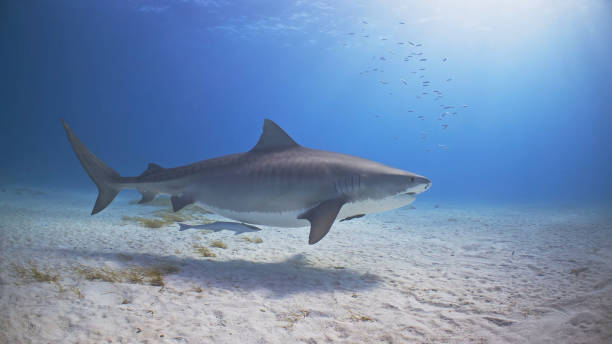 istock The life of the Inner Ocean 1365545161