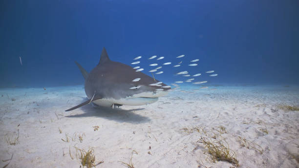 istock The life of the Inner Ocean 1365545167