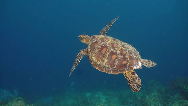istock The life of the Inner Ocean 1365545199