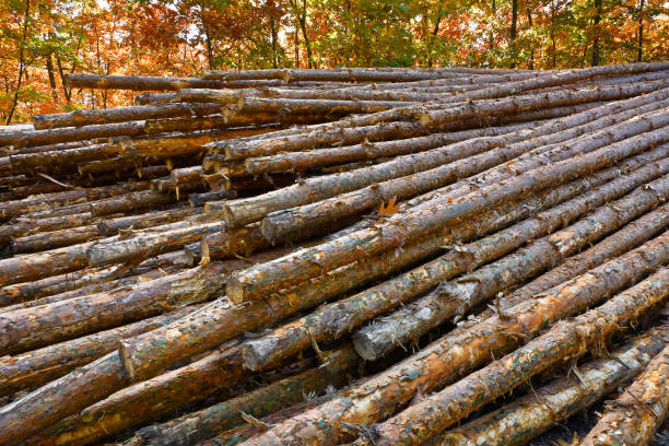 森の中の松の丸太のスタック - treelined single lane road lumber industry footpath ストックフォトと画像