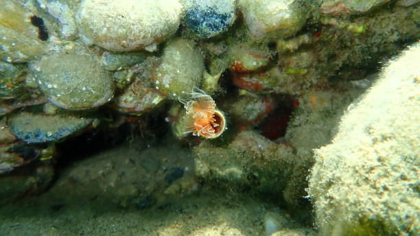 istock Polychaeta Smooth tubeworm or red-spotted horseshoe (Protula tubularia) undersea 1365546798