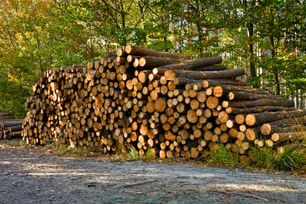 森の中の松の丸太のスタック - treelined single lane road lumber industry footpath ストックフォトと画像