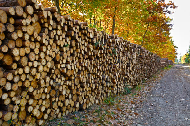 森の中の松の丸太のスタック - treelined single lane road lumber industry footpath ストックフォトと画像