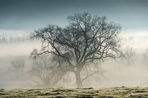 Silhouette of a lone tree in the light of a misty winter morning