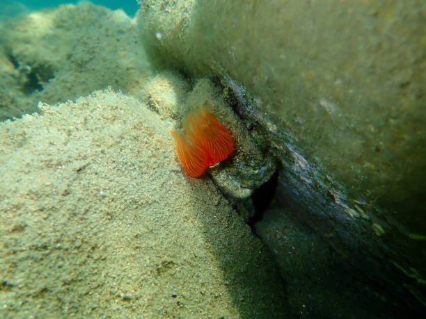 istock Polychaeta Smooth tubeworm or red-spotted horseshoe (Protula tubularia) undersea 1365547049