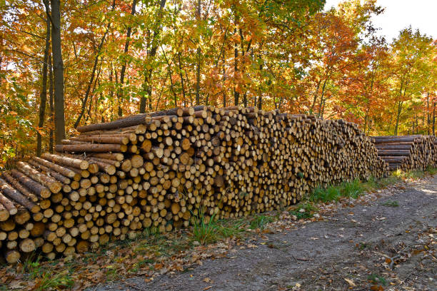 stack of logs in forest