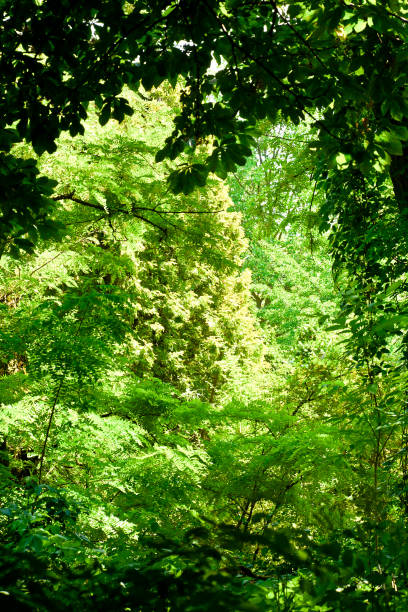 istock Green trees in the sun 1365547235