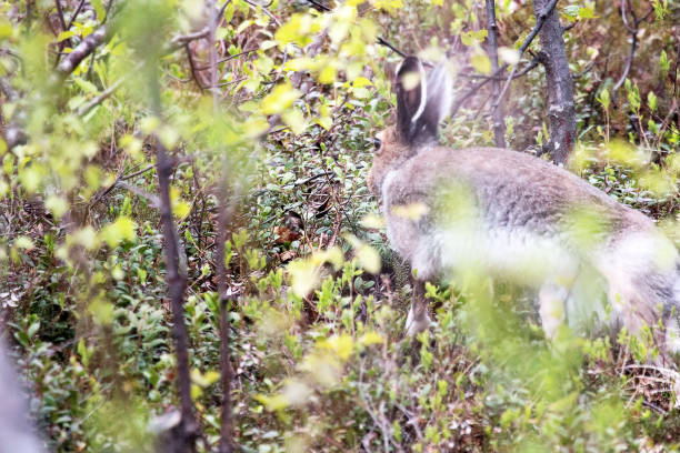 istock hare hid in the bushes and slowly ran away 1365548302