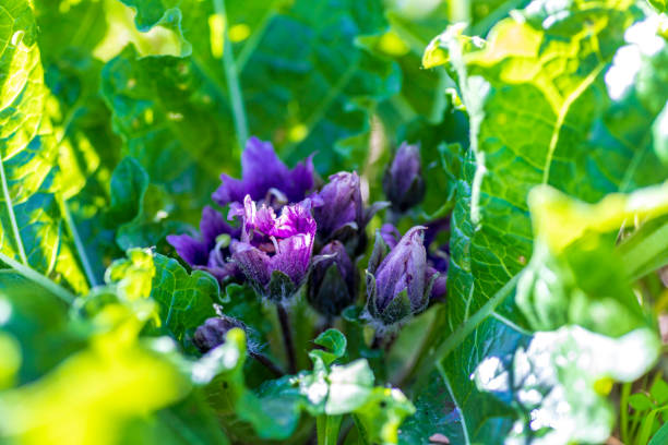 Purple flowers of blooming Mandragora autumnalis. Autumn Mandrake. Plant of the Bible. Selective focus. Purple flowers of blooming Mandragora autumnalis. Autumn Mandrake. Plant of the Bible. Selective focus. Close-up mandragora stock pictures, royalty-free photos & images
