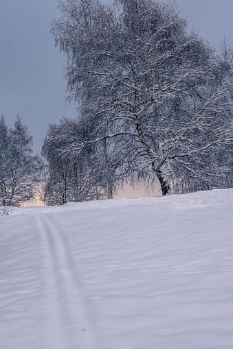 Magical winter in the park. Beautiful sky and white snow. High quality photo