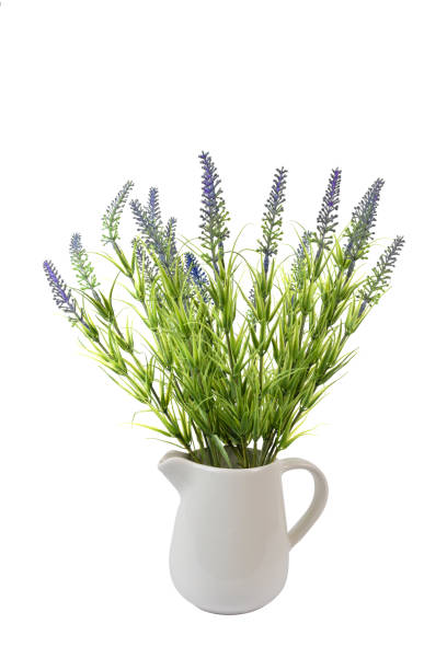istock Green plant on a white background in a white pot, isolated. 1365551770
