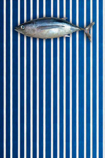 Raw whole fish, northern albacore (Thunnus alalunga) of cantabrian sea, bonito from the north in a background of vertical lines in a marine style