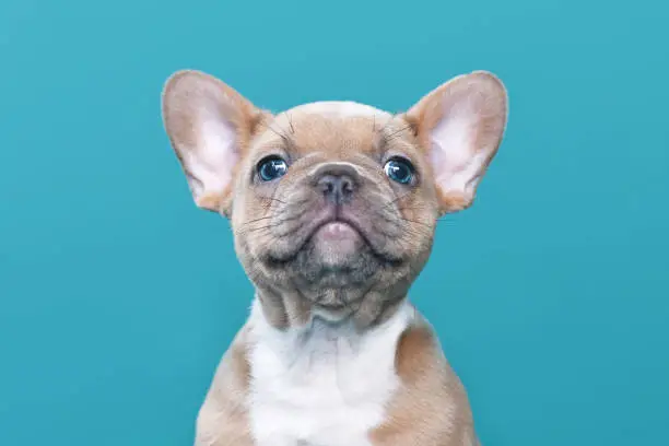 Portrait of lilac red fawn French Bulldog dog puppy  on blue background