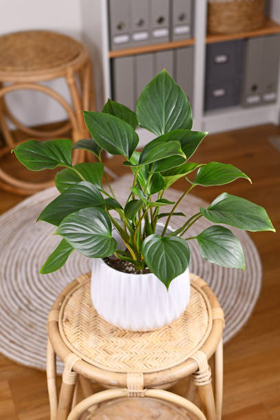 istock Tropical 'Homalomena Rubescens Emerald Gem' houseplant 1365552701