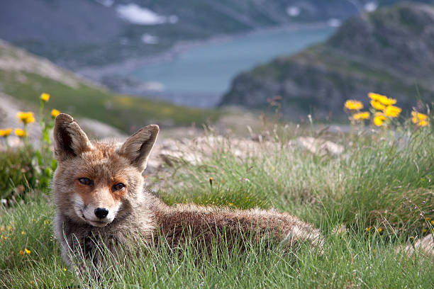 retrato fox em um parque natural - parque nacional de gran paradiso - fotografias e filmes do acervo