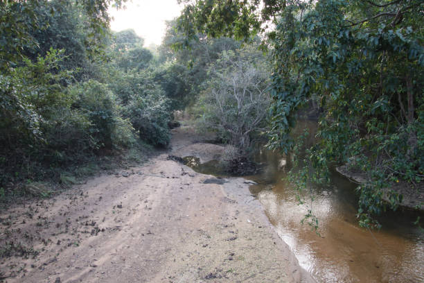 istock River in the middle of trees on both sides 1365554359