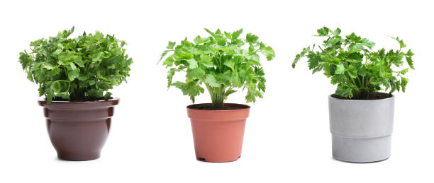 Stock photo showing the long fibrous stalk of celery (Apium graveolens) tapering into leaves in a raised vegetable garden trough.