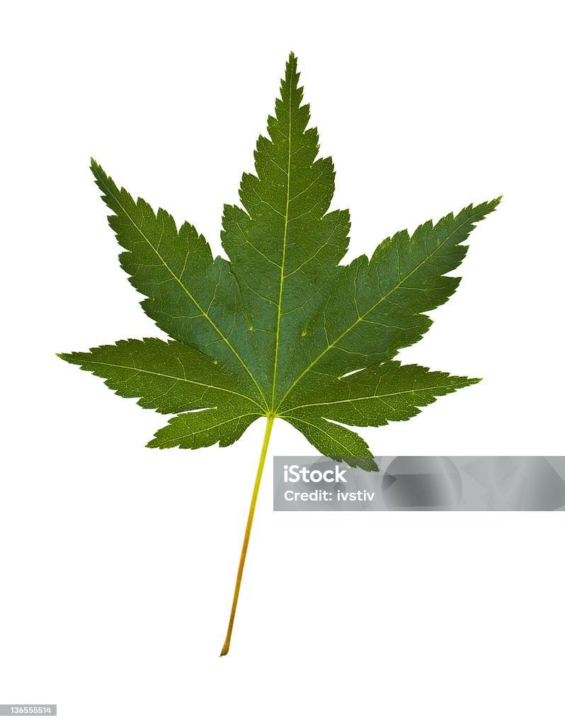 Japanese maple leaf - Lizenzfrei Blatt - Pflanzenbestandteile Stock-Foto