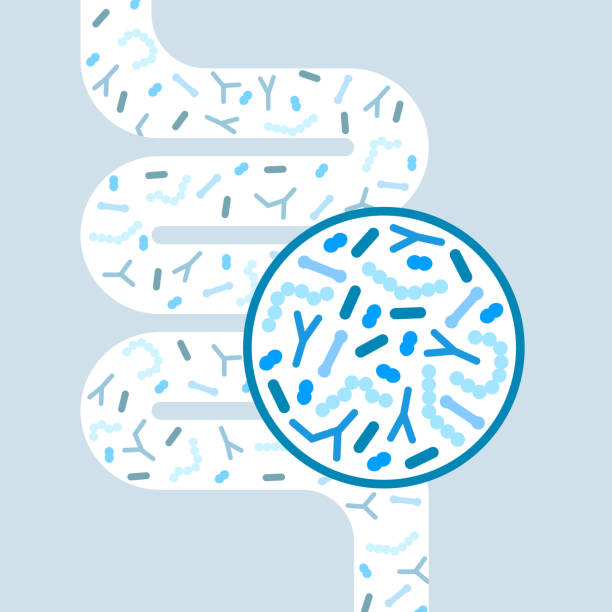 Gut microbiome concept. Human intestine microbiota with healthy probiotic bacteria. Gut microbiome concept. Human intestine microbiota with healthy probiotic bacteria. Flat abstract medicine illustration of microbiology checkup. microbiology illustrations stock illustrations