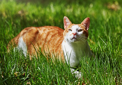 Sturdy male ginger cat in long grass.