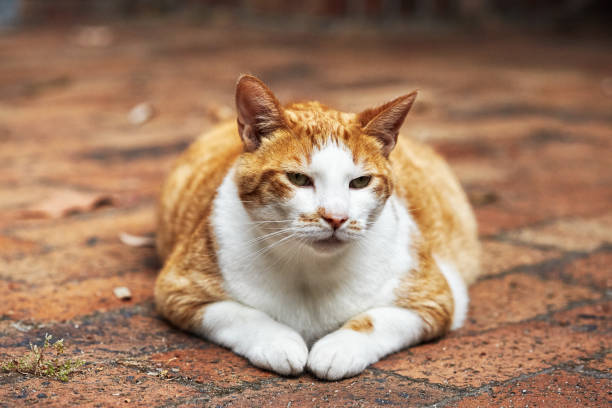 istock Beautiful cute ginger cat outdoors 1365556724