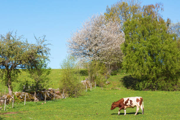 istock Cow walking in the spring landscape 1365557398