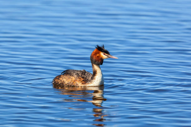 istock Colourful Great crested grebe in a lake 1365557406