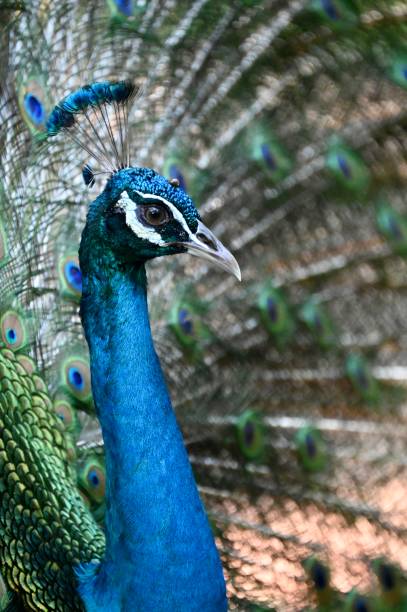 istock Bird Park Kuala Lumpur 1365558104
