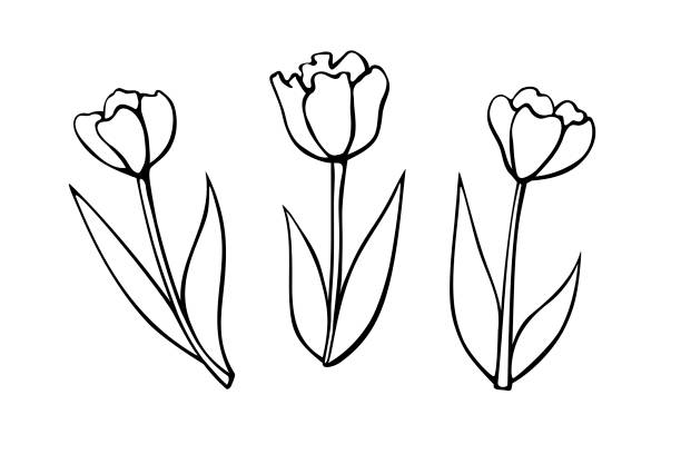 Set of outline Tulip flowers isolated on white background. Simple black contour illustration, clip art in sketch style Doodle. Symbol of spring, love, flowering Set of outline Tulip flowers isolated on white background. Simple black contour illustration, clip art in sketch style Doodle. Symbol of spring, love, flowering flower clipart stock illustrations