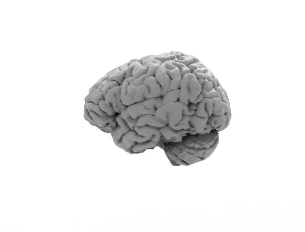 istock 3D rendering of a human brain isolated in studio background 1365559524
