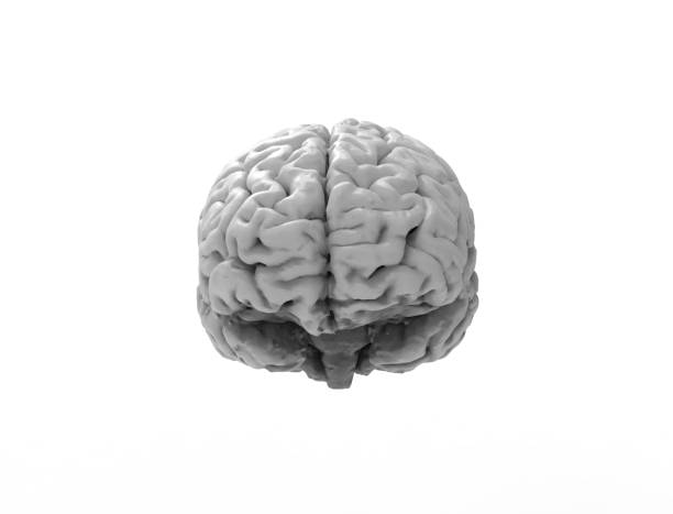 istock 3D rendering of a human brain isolated in studio background 1365559526