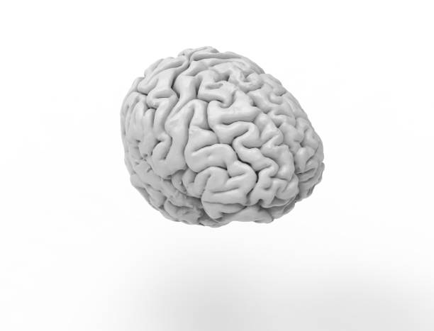 istock 3D rendering of a human brain isolated in studio background 1365559531