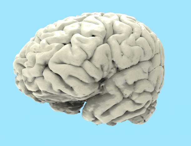 istock 3D rendering of a human brain isolated in studio background 1365559541