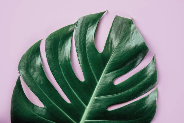 istock Green tropical monstera leaf on pink yellow apricot background 1365559659