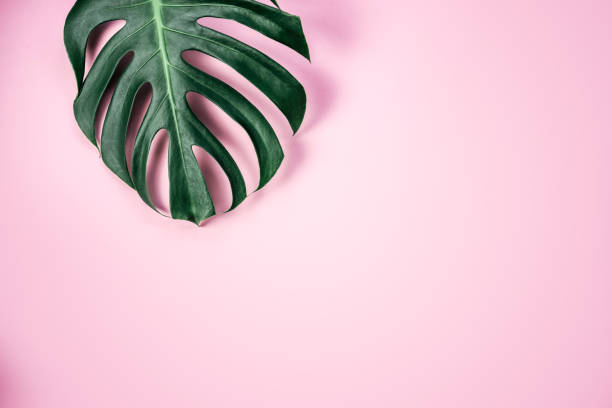 istock Green tropical monstera leaf on pink background 1365559710