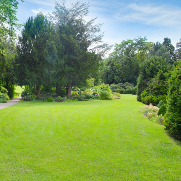 Green grass in a meadow and footpath in summer park.