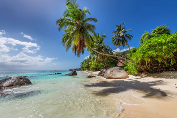 sonniger tropischer strand in paradise island - zanzibar stock-fotos und bilder