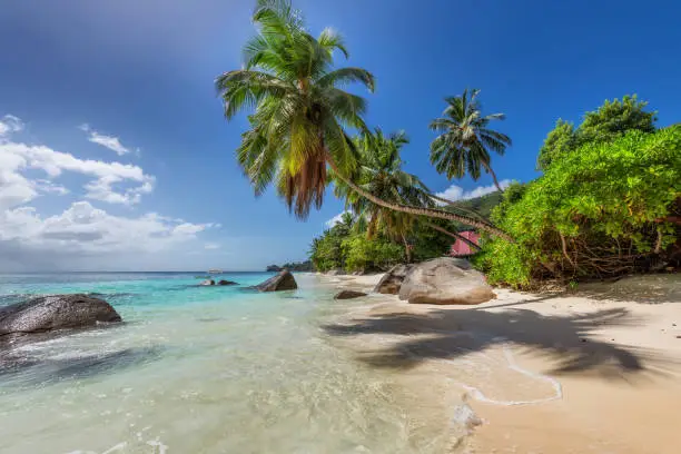 Coco palms in tropical beach in Seychelles island. Summer vacation and tropical beach concept.