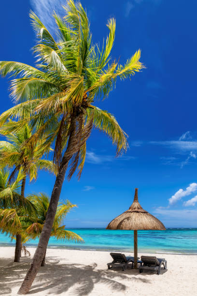 Paradise tropical beach in Mauritius island stock photo