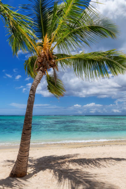 istock Paradise beach with white sand and coco palms. 1365562838