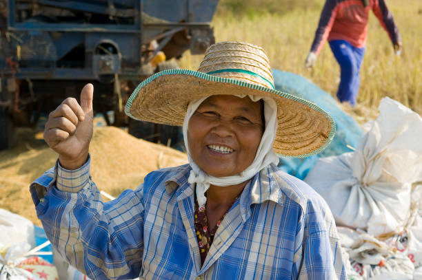 kalasin thailand - 22 - november - 2005 - two unidentified farmer harvesting rice in thailand from isaan province kalasin