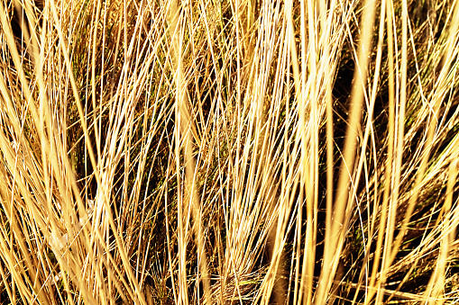 Scorched by the sun, dry grass seen in close-up as an abstract texture.