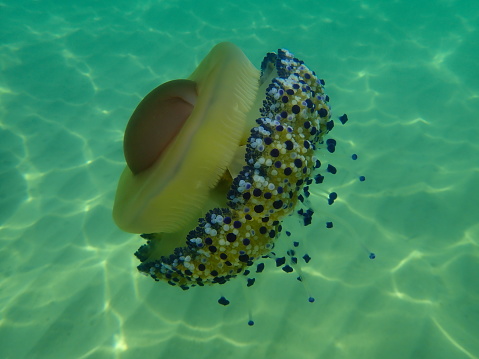 Mediterranean jellyfish or fried egg jellyfish, Mediterranean jelly (Cotylorhiza tuberculata) undersea, Aegean Sea, Greece, Halkidiki